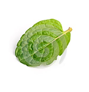 Mint leaf on a white background, macro