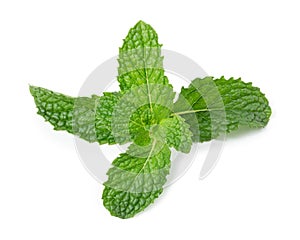 Mint leave isolated on white background