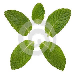 Mint Leaves photo