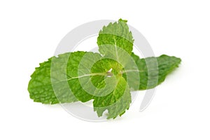 Mint leaves