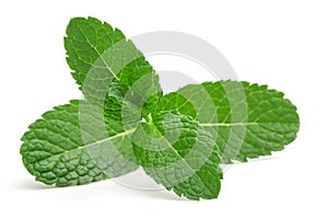 Mint leaves