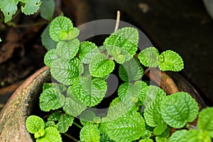 Mint leaves