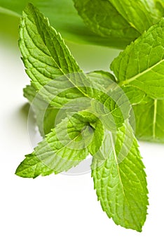 Mint leaves