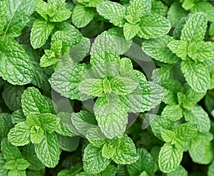 Mint leaves