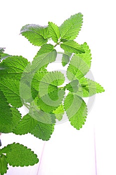 Mint leaves