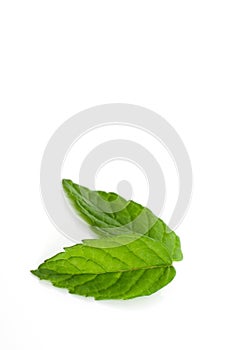 Mint leaves