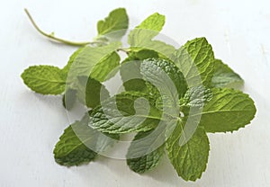 Mint leaves