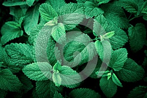 Mint leaves background.