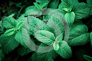 Mint leaves background