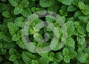 Mint leaves background