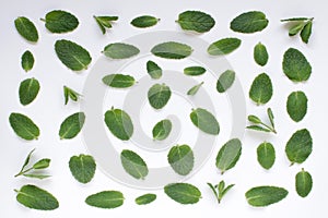 Mint leaves background