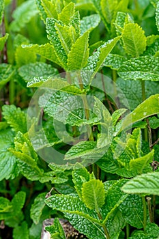 Mint leaves background