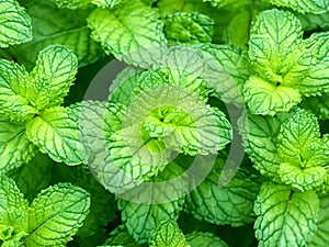 mint leaves background, fresh mint mint leaves
