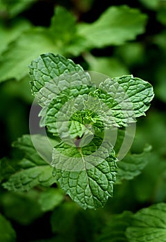 Mint leaves background,Its beautiful leaf