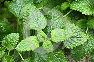 Mint leaves close up