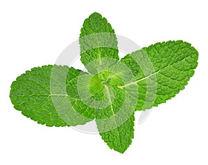 Mint leaves close-up isolated on white background