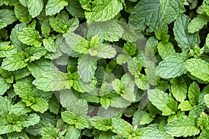 Mint leaves close up natural background.