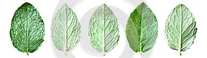 Mint Leaves Collection - Isolated on White