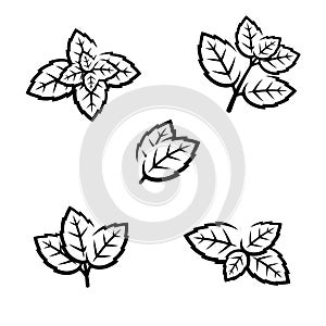 Mint leaves collection set. Collection mint leaves icon. Vector