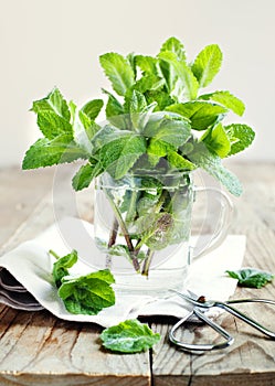 Mint leaves in cup