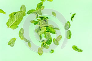 Mint leaves falling to the trendy solid green backdrop, ecology and messthetics concept