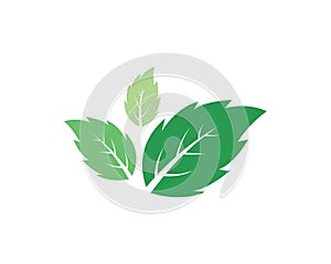 Mint leaves flat vector icon