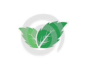 Mint leaves flat vector icon