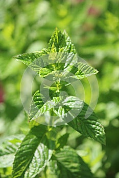Mint leaves focus green and tender photo
