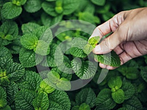 Mint leaves Green herb plant with farmer Hand Blur background