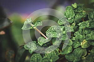 mint leaves growing in the backyard.