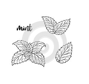 Mint leaves hand drawn illustration isolated