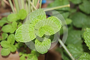 Mint leaves herbs spice growth plants green garden