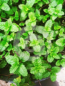 Mint Leaves at Home Garden