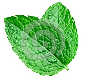 Mint leaves isolated