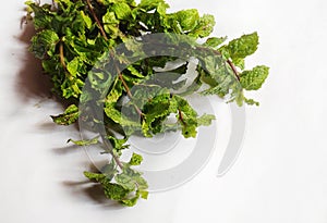 Mint leaves in isolated background.