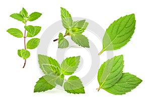 Mint leaves isolated. set