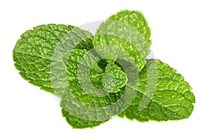 Mint leaves isolated without shadow photo