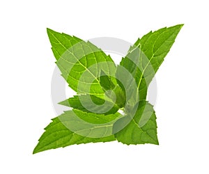 Mint leaves isolated without shadow