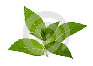 Mint leaves isolated without shadow