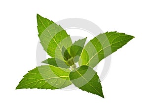 Mint leaves isolated without shadow