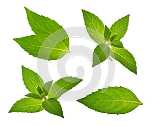 Mint leaves isolated without shadow