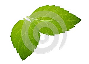 Mint leaves isolated without shadow