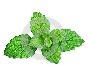 Mint leaves isolated on white