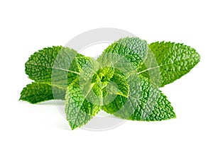 Mint leaves isolated on white photo
