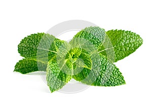 Mint leaves isolated on white