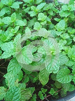 The Mint Leaves at My Home Garden