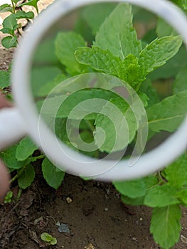 Mint Leaves Observed Under Magnifying Glass