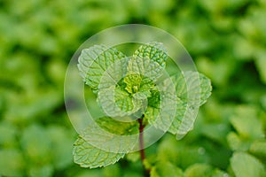 Mint leaves, peppermint leaves of mint on green background, Closeup of fresh mints leaves texture or abstract background, Green