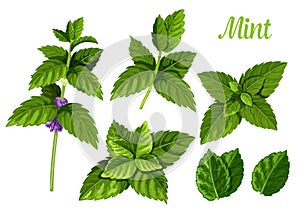 Mint leaves or peppermint leaf, green spearmint