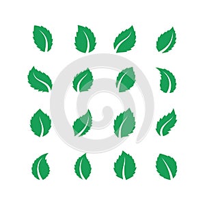 Mint leaves. Peppermint melissa green leaf, fresh eco food label, vegan herbal farm plant, spearmint leaf. Vector flat photo